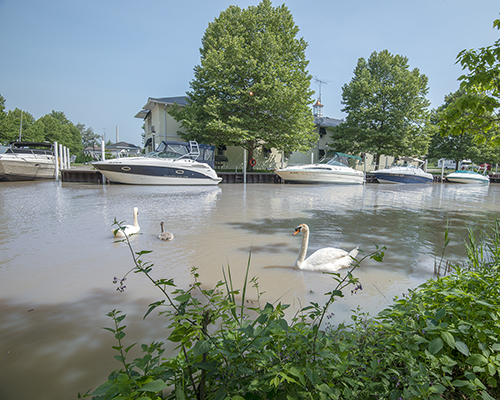Bogey's Inn marina with swans in foreground